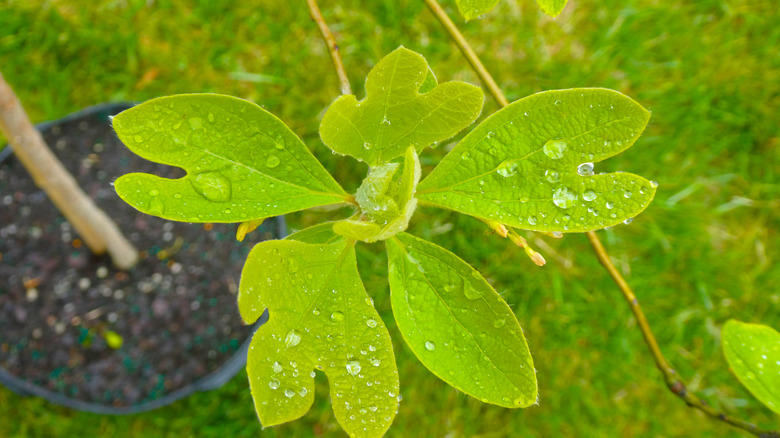 sassafras leaves with dewdrops