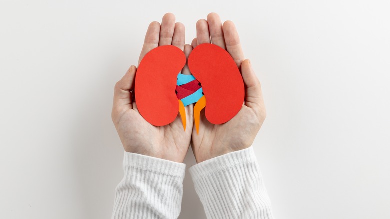 hands holding kidney paper cutouts