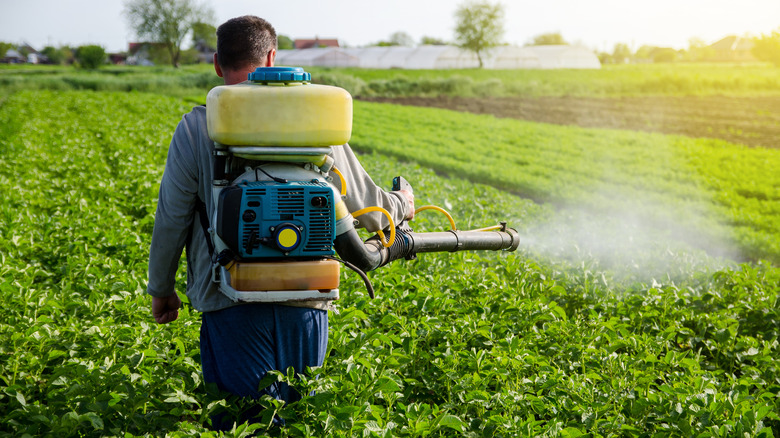 farmer spraying pesticide on crops