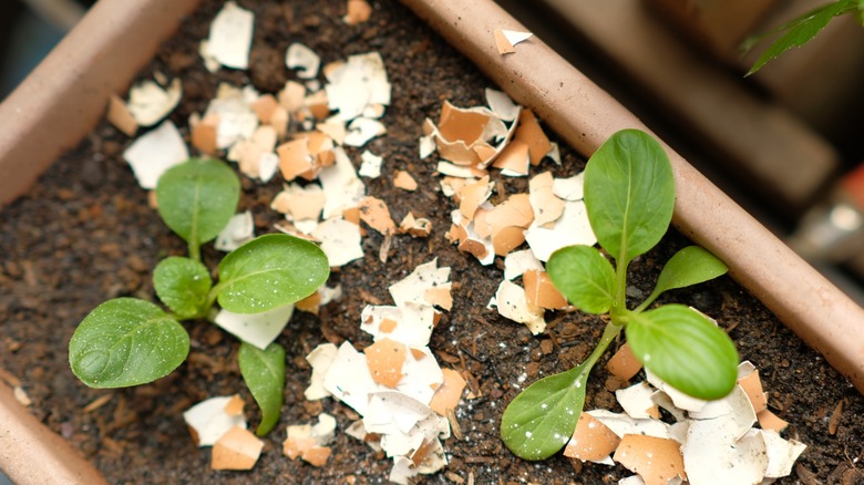 garden box with eggshells in soil