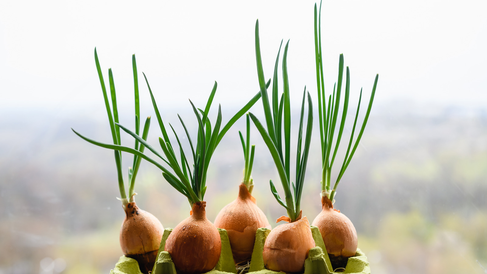 is-it-safe-to-eat-sprouted-onions