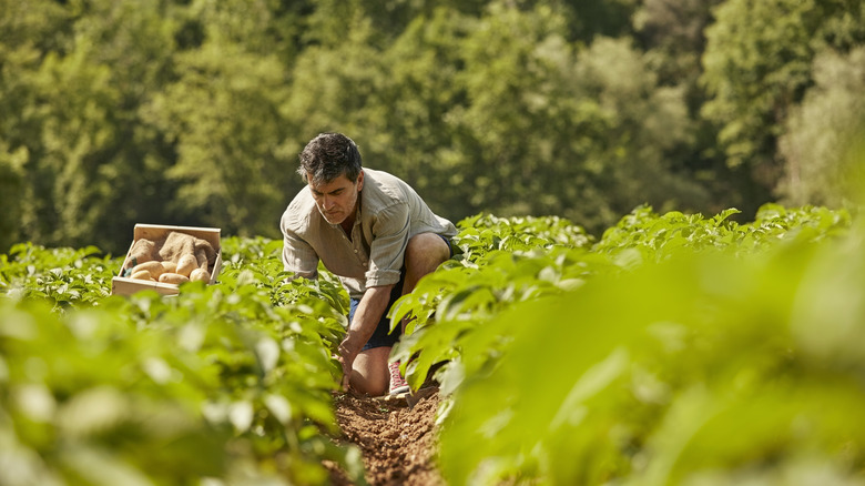 man harvesting in green field