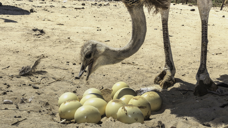 ostrich with nest of eggs