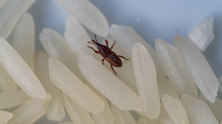 Rice weevil in rice