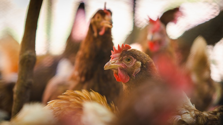 Chickens on poultry farm