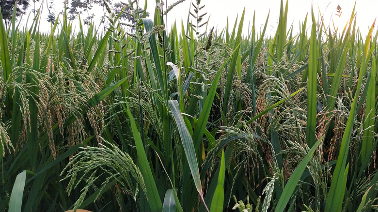 wild rice growing 