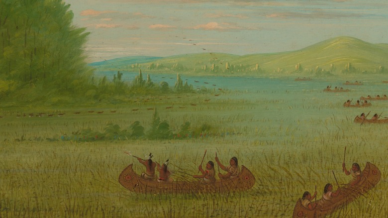 painting of wild rice harvest