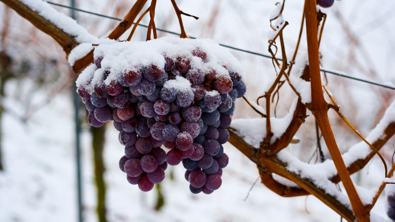 frozen grapes on vine