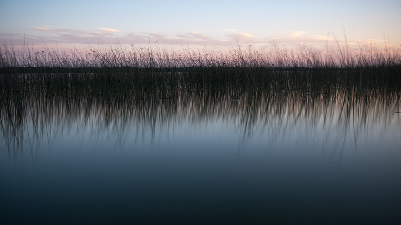 wild rice growing in a lake