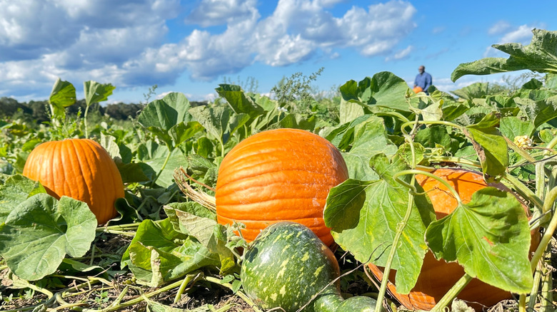 pumpkins in a patch surrounded by their leaves