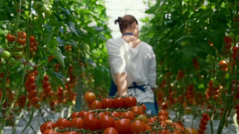 Tomato farmer collecting produce