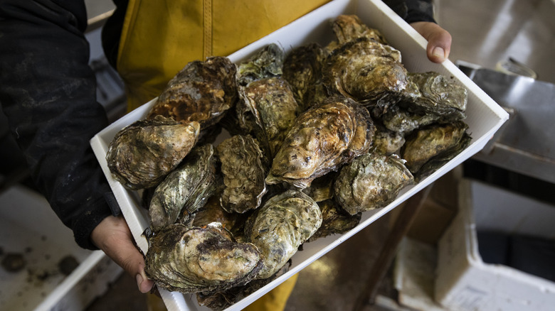 Person holding freshly caught oysters