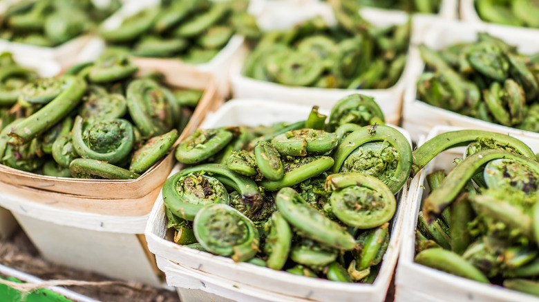 crates of fiddleheads at market