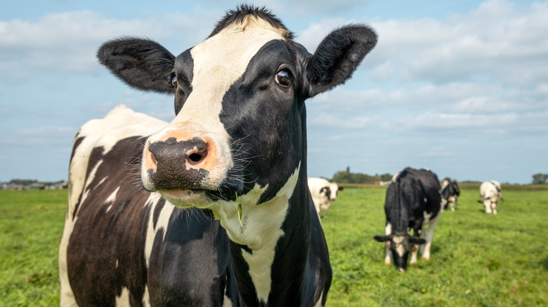 dairy cows in green pasture