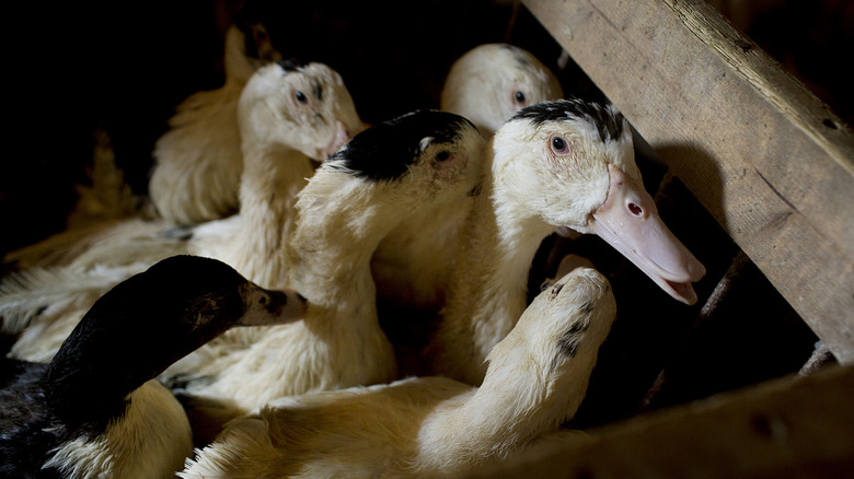 Hudson valley farm ducks