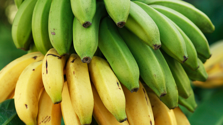 Bunch of yellow and green plantains