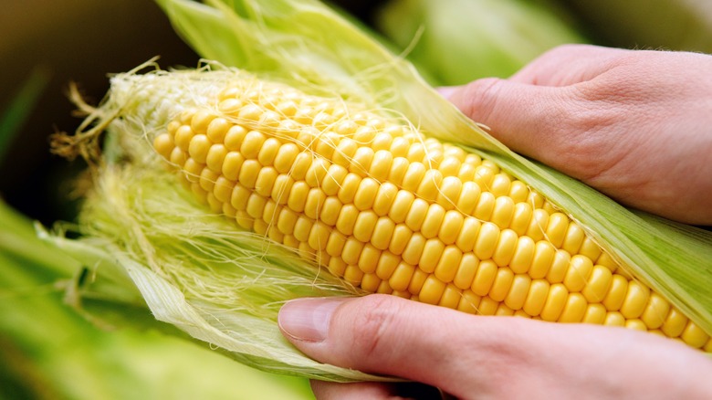 hands holding an ear of corn