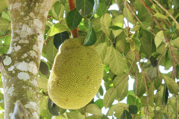 Jackfruit