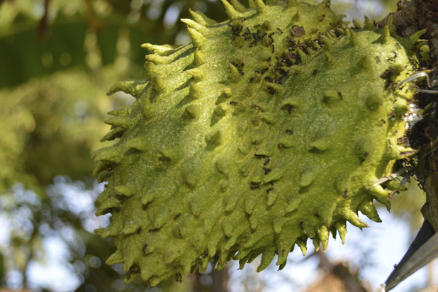 Soursop