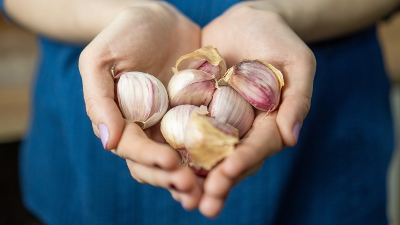 hands holding unpeeled garlic cloves