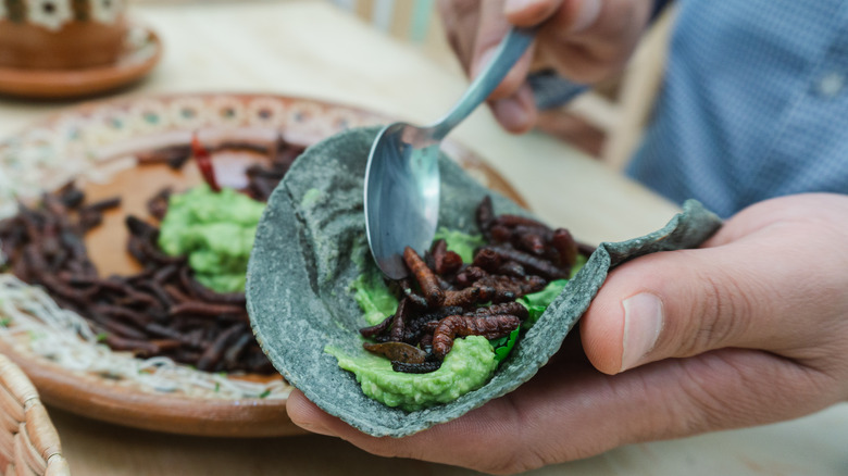 person making worm taco