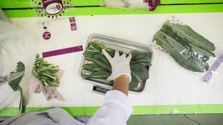 Tuscan kale being packaged