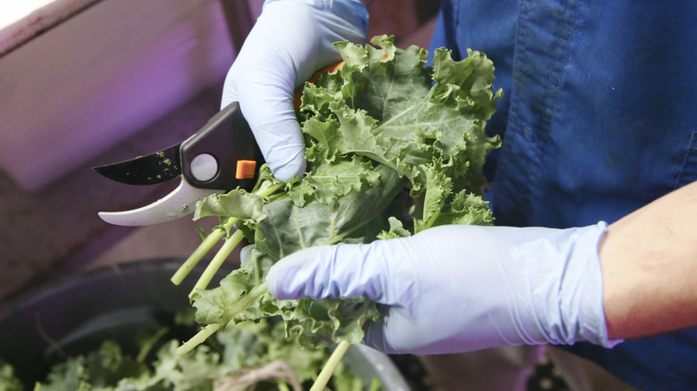 hands trimming kale