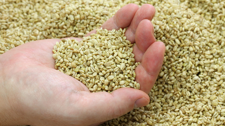 handful of barley koji 