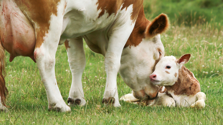 A cow with a newborn calf in a grassy field