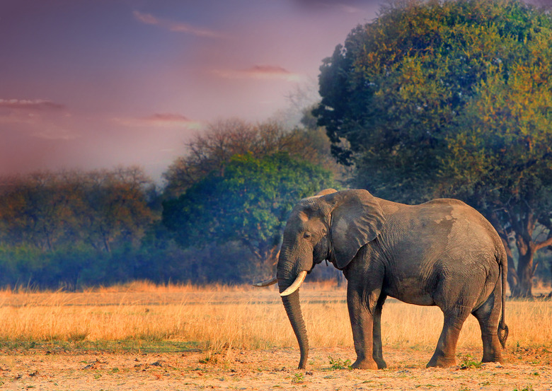 Zambia