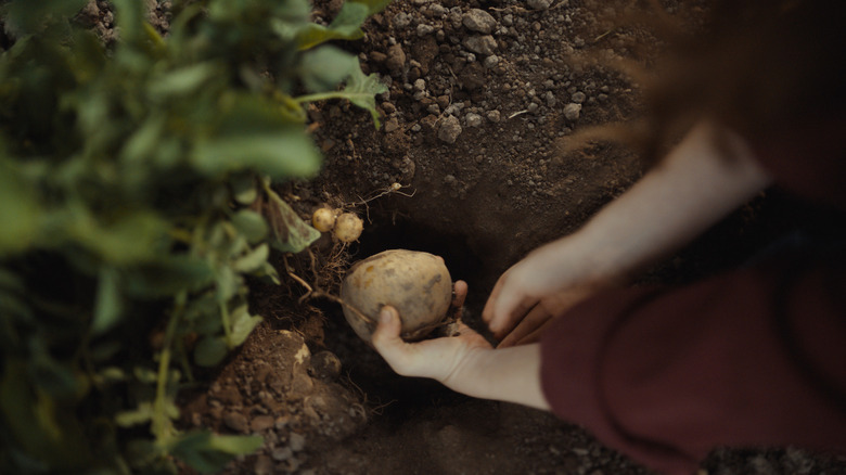 Little girl unearthing planted potato