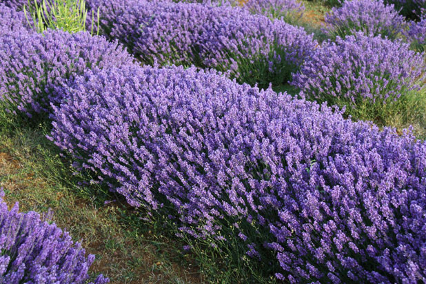 11. Lavender