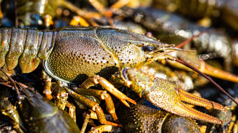 A live crawfish