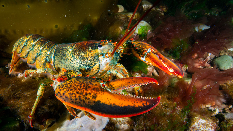 American lobster on the ocean floor