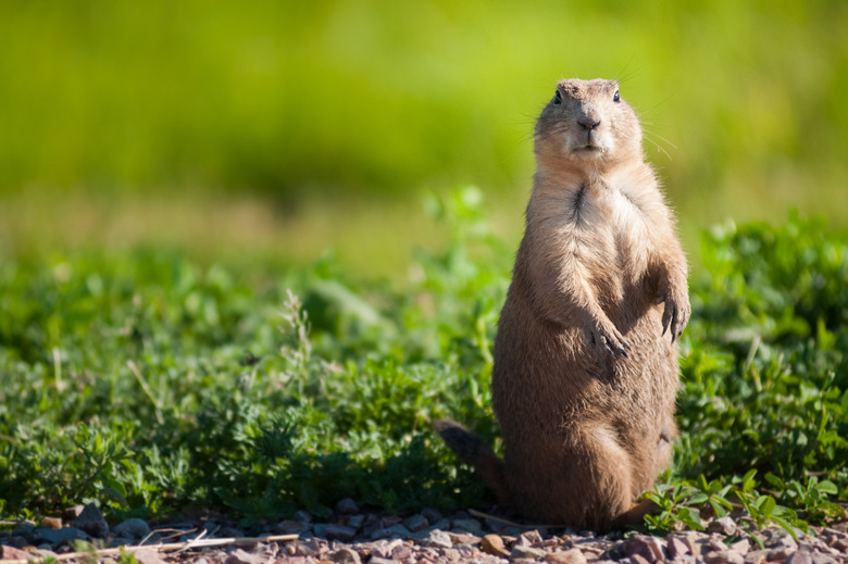 Idaho: 'Whistle pig' 