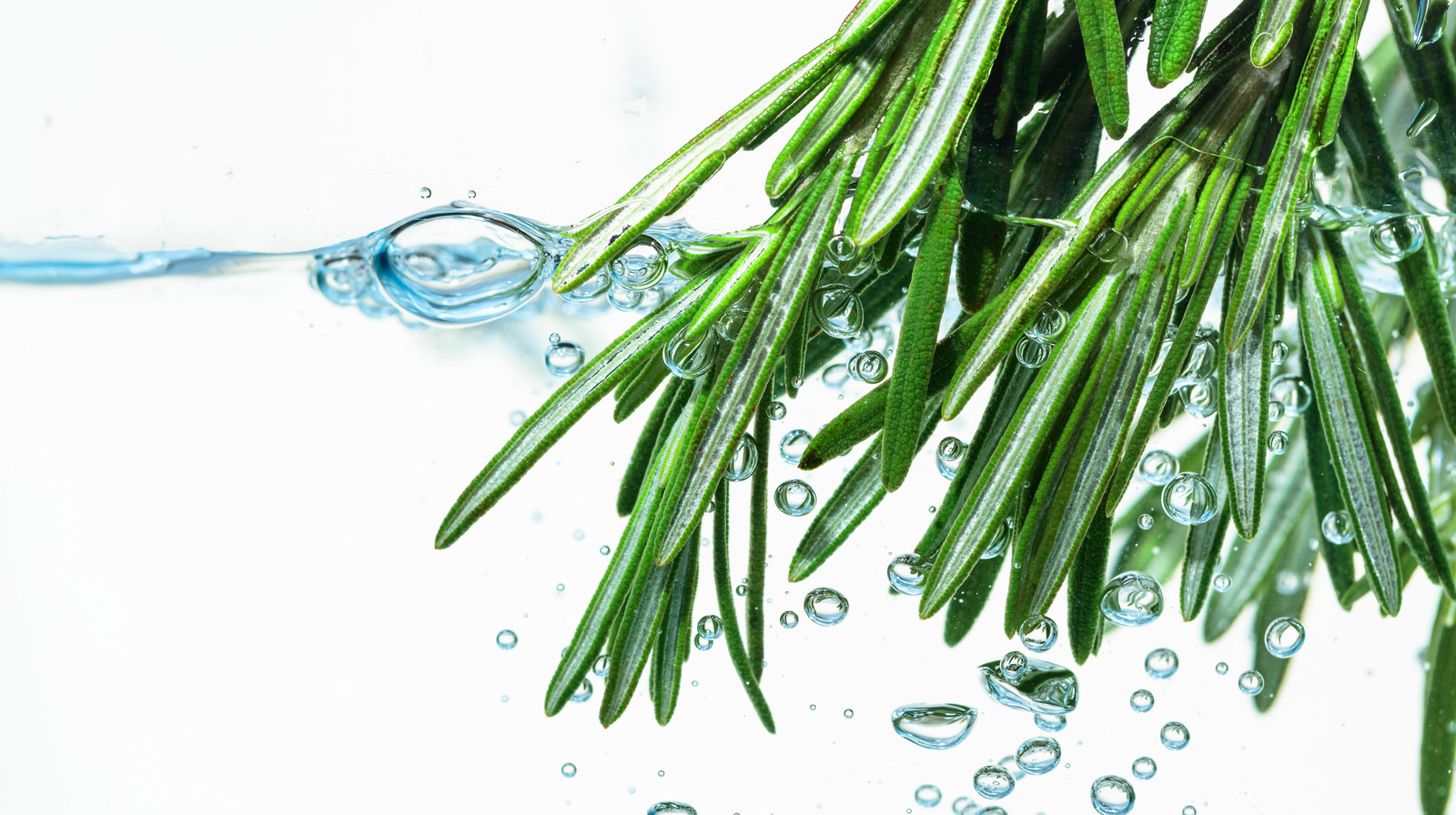 make-your-water-more-elegant-by-adding-a-sprig-of-fresh-rosemary