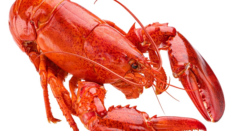 Close up of a cooked whole lobster