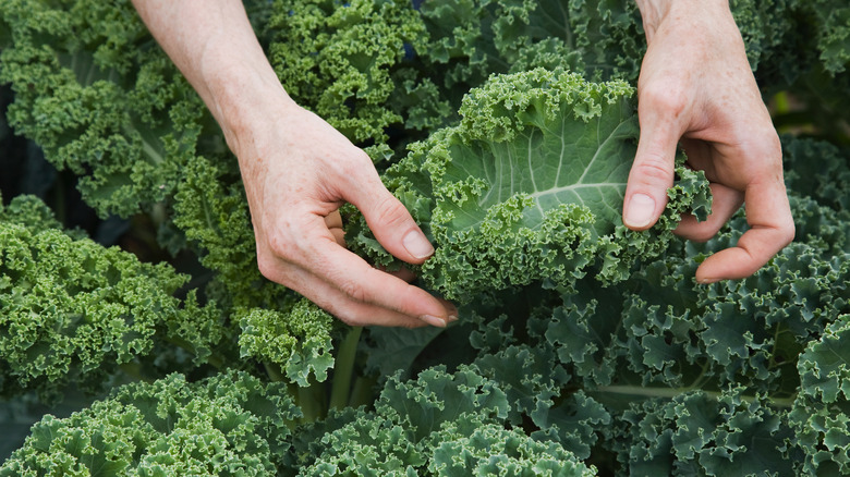 Someone harvesting kale