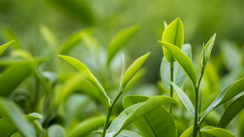 Green tea leaves