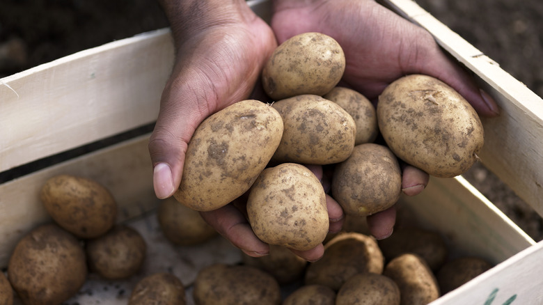 Potatoes in hands