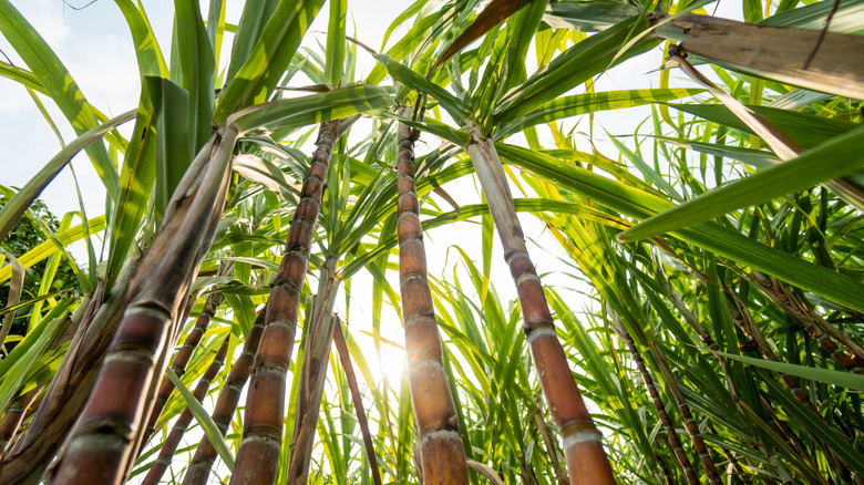 sugar cane growing in field