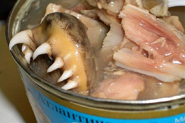 Toothy Herring — Russia