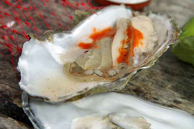 Grilled Oysters — Tomales Bay Oyster Company (Marshall, Calif.)