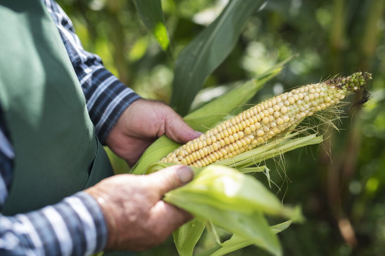 Iowa: Corn