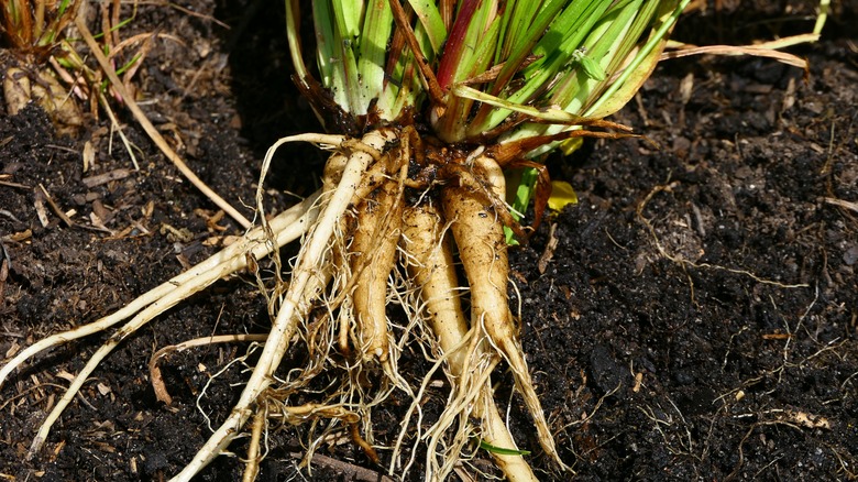 Freshly harvested murnong root