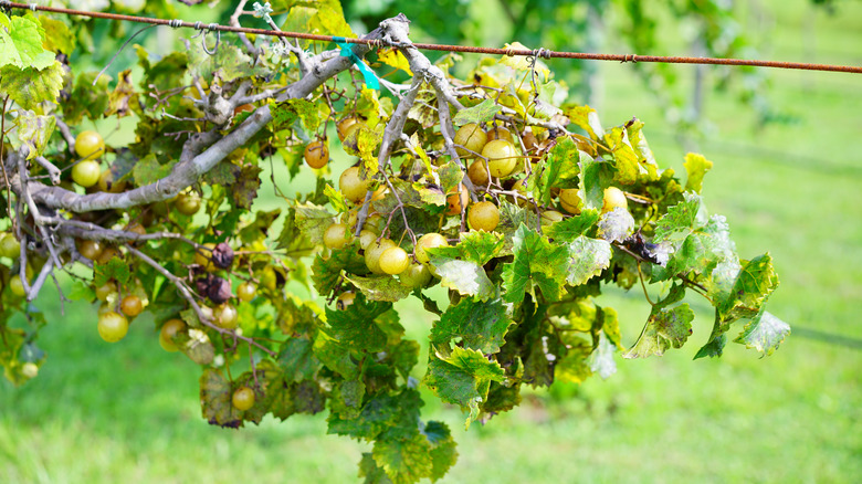 Green muscadine grapes on branch