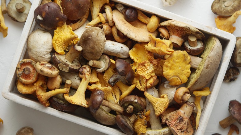 Top view wild mushrooms