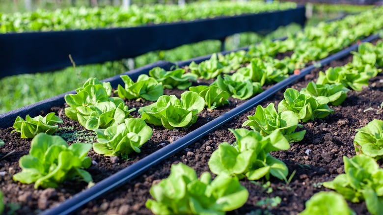 mustard greens growing