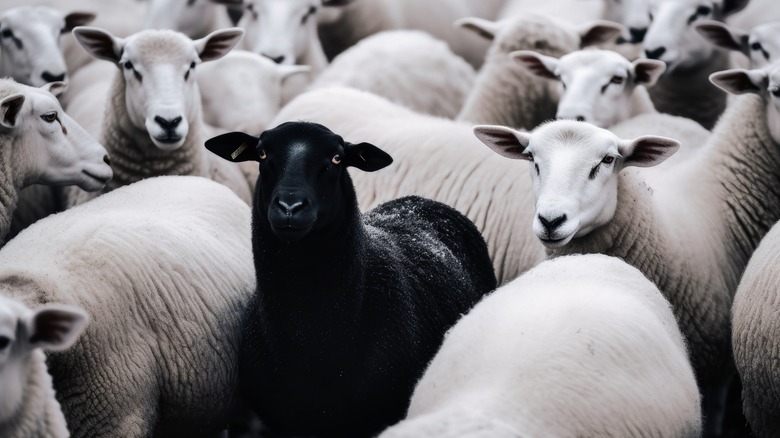 mostly white sheep, one black sheep