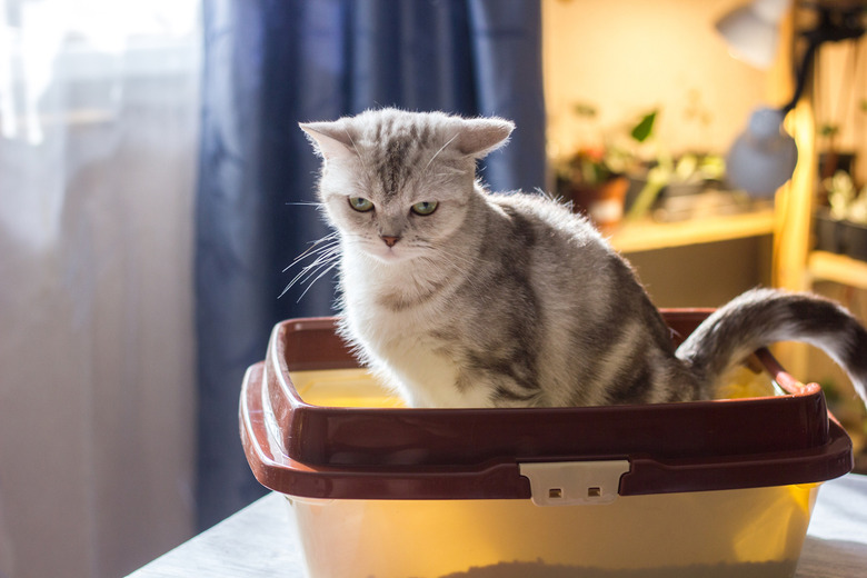 Put baking soda in your pet's litter box